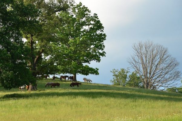 Asheville, NC Insurance Agency, several horses on a green, hilly pasture with large trees.
