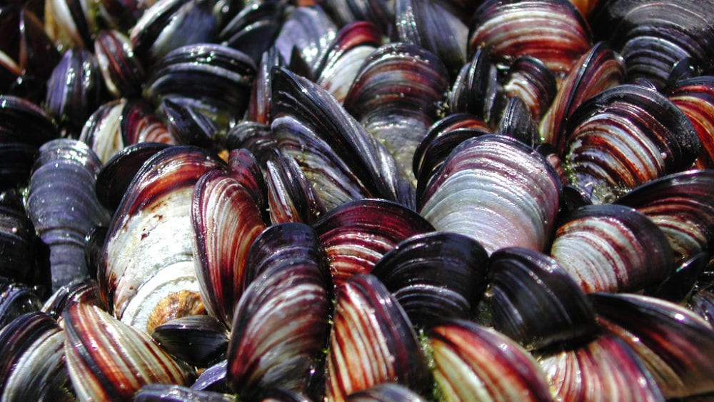 seafood crop mortality insurance mussels