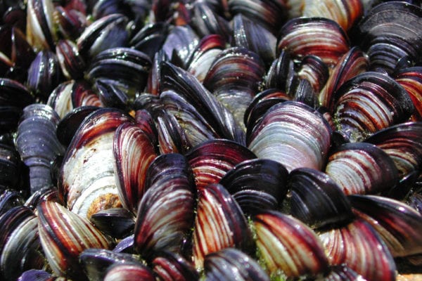seafood crop mortality insurance mussels