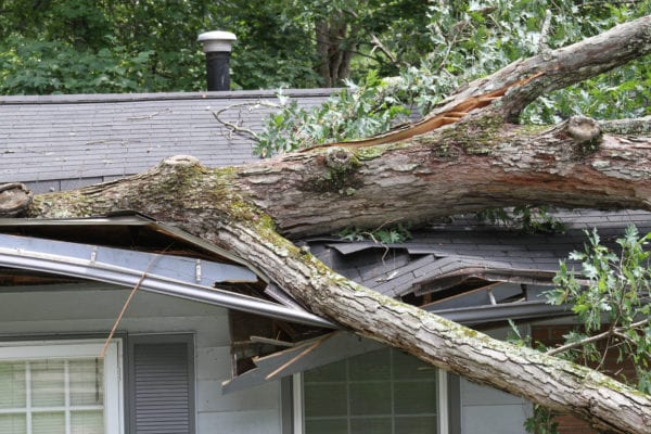 out of state workers compensation, large tree damage to roof on house