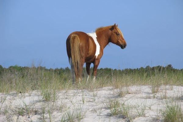 Eastern Shore of Virginia, a brown and white Assateague pony on a sandy beach dune crowned with marsh grass.