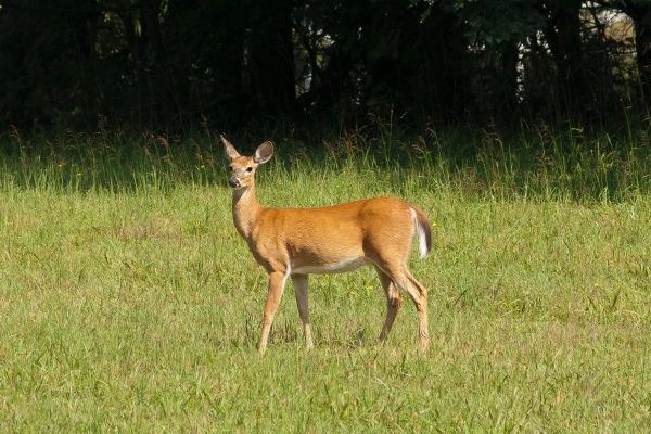 Eastern Shore of Virginia, a single white tailed doe in a field of green grass.