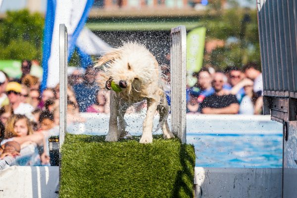 Richmond, VA stop motion of white dog with green tennis ball in mouth shaking water from coat as it competes in the Riverrock Sports and Music Festival.