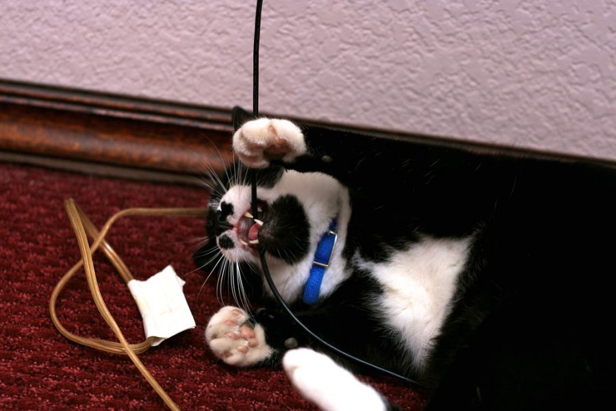 Black and white cat chewing on electric wiring.
