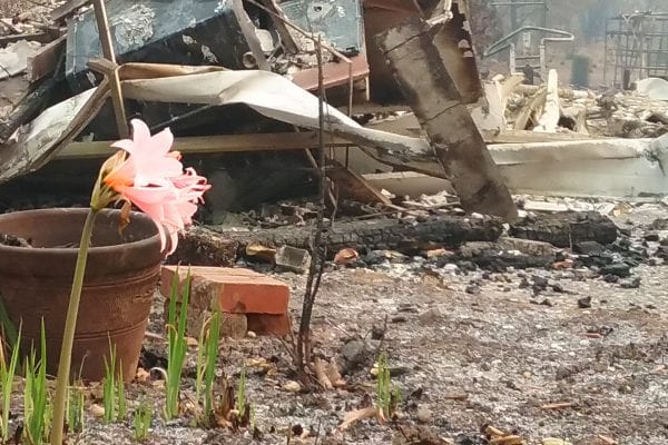 A pink amaryllis flower blooming among burned wreckage of the Kincade fire.