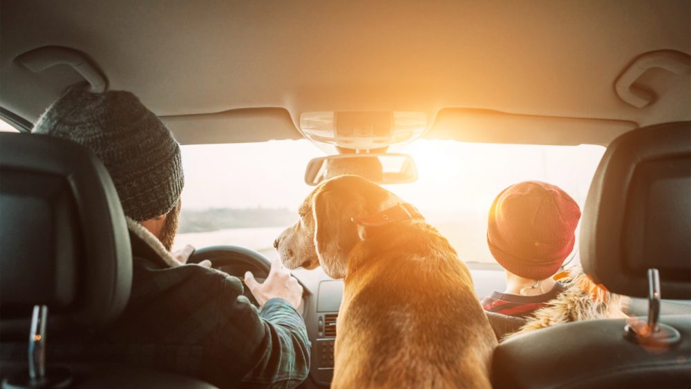 Father, young son, and dog driving in car.