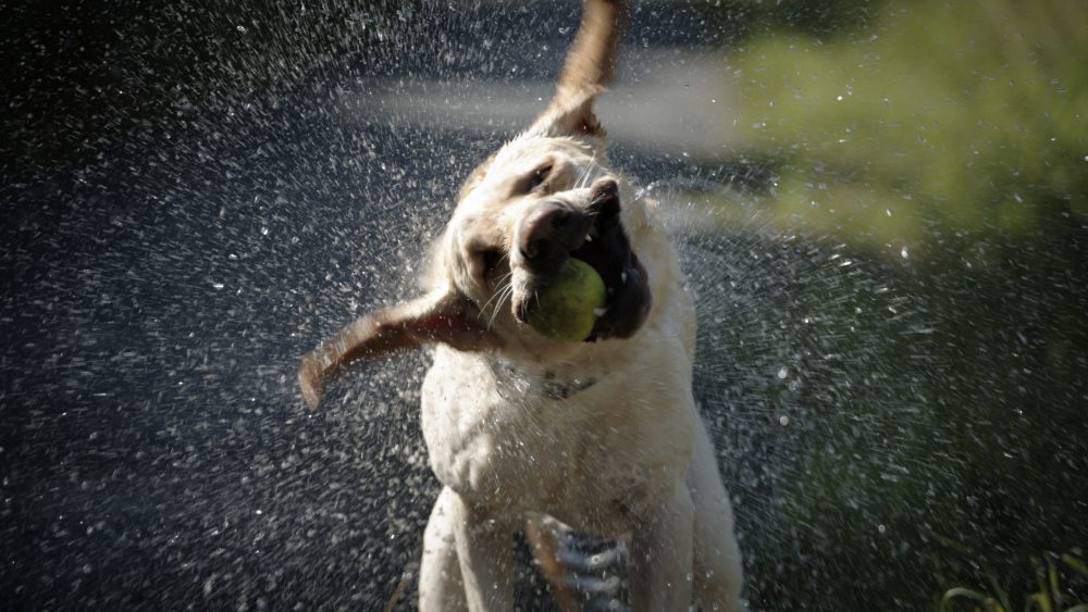 Wet Labrador retriever with ball in mouth shaking water from itself.