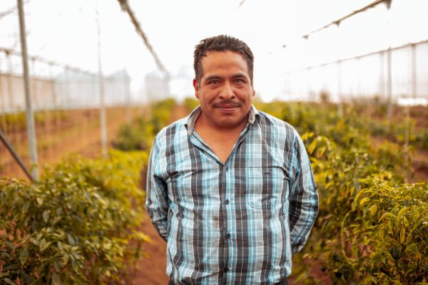 Middle aged Hispanic farm worker